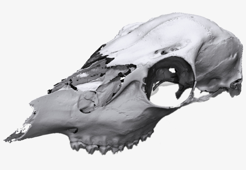 Animal Skull - Skull, transparent png download