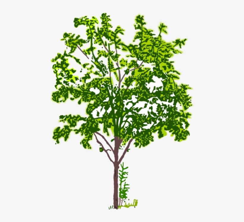 Tree Branch Computer Icons Crown Plants - Tree, transparent png download