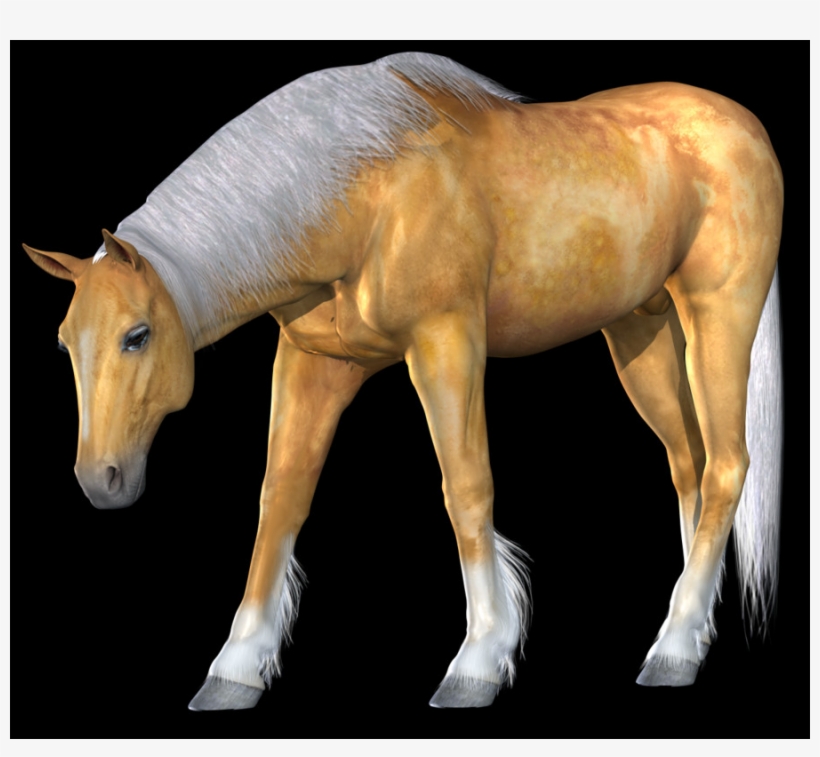 Sorrel, transparent png download
