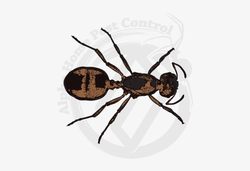 Pavement Ants Image Gallery - European Garden Spider, transparent png download