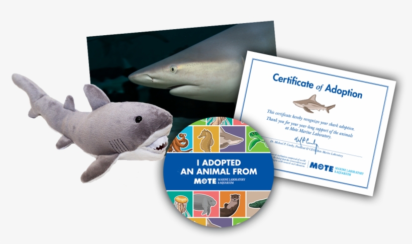 Items Included In Buddy Package - Great White Shark, transparent png download