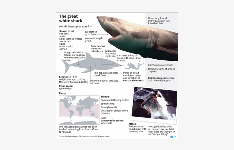 Do Shark Hunt, transparent png download