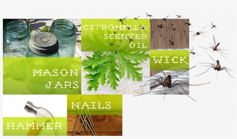 Some Of The Supplies Listed Below Might Already Be - Insect, transparent png download