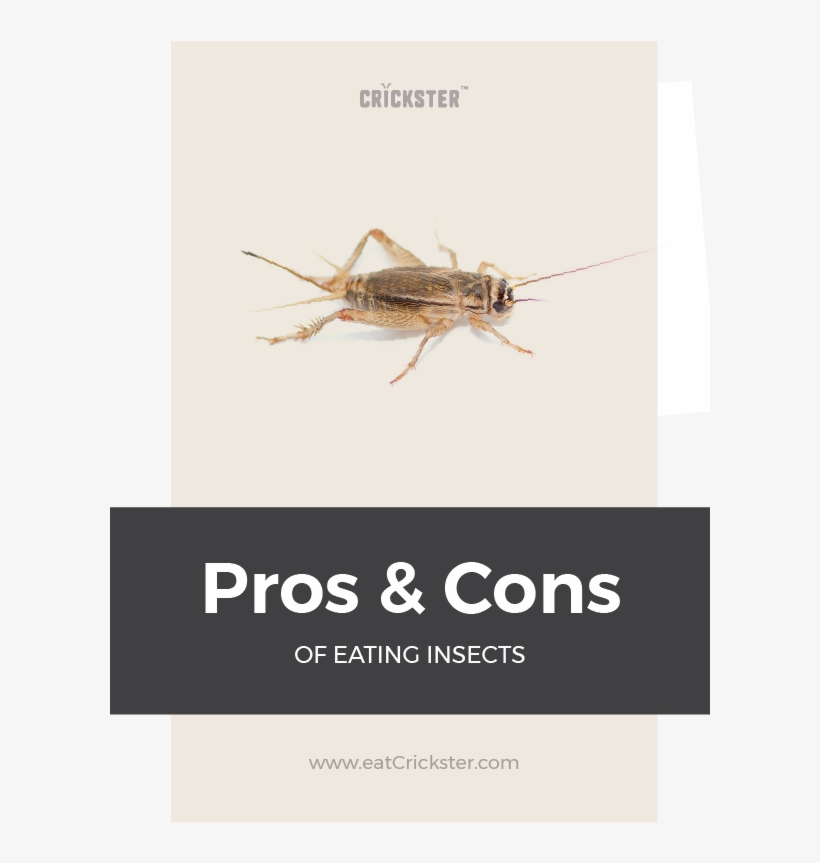 Should We All Eat Bugs In This Post You're Going To Acheta Domesticus