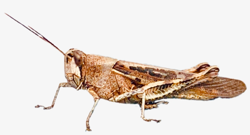 Band Winged Grasshoppers, transparent png download