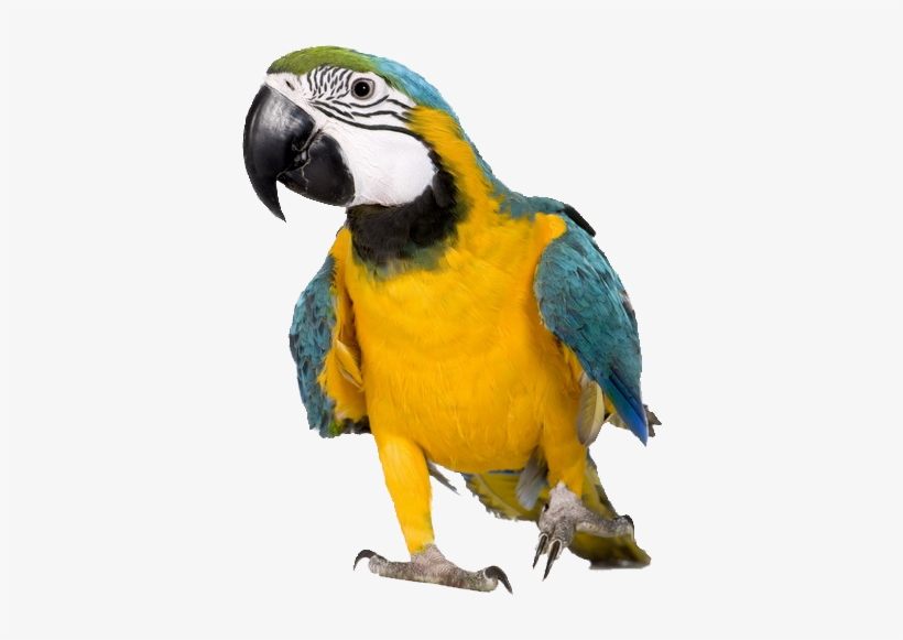 Macaw - Macaw Png, transparent png download