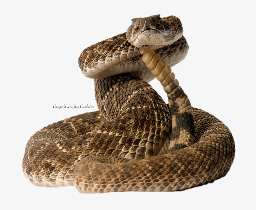 Diamondback Snake Png Pic - Coiled Snake, transparent png download