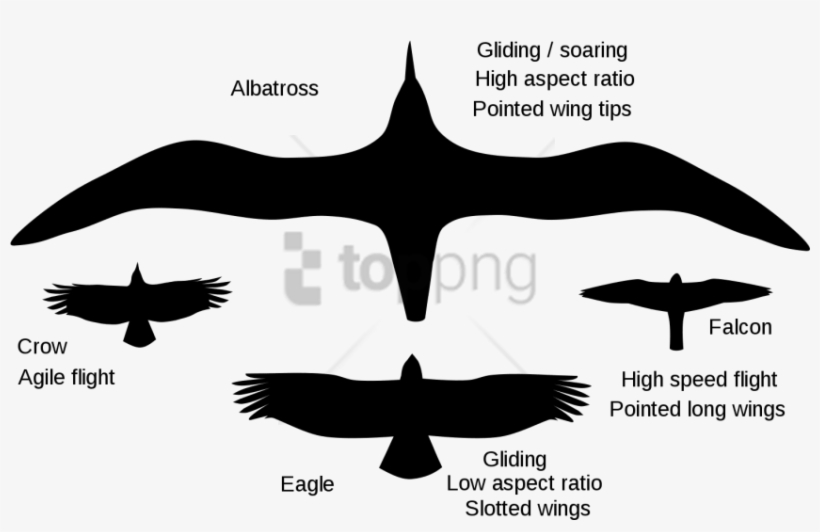 Free Png Gliding Crow Png Image With Transparent Background - Type D Aile Oiseau, transparent png download