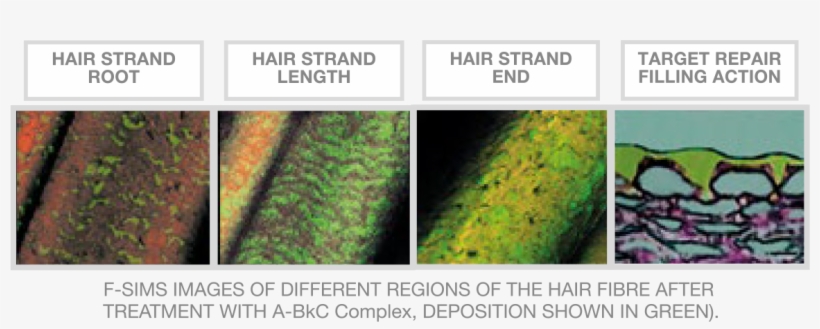 Prevents Split Ends • Moisturizes & Emulsifies Dry - Hand To Hand Combat, transparent png download