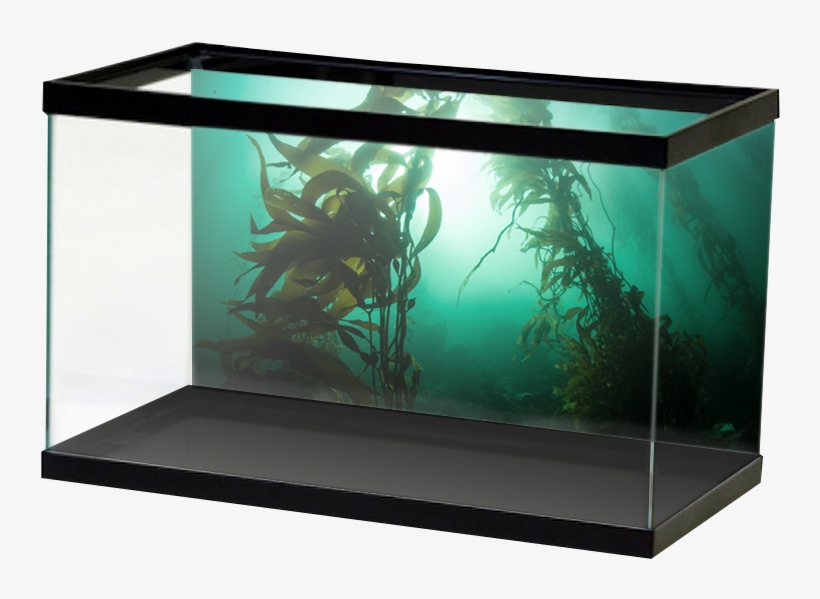 Salt Giantkelp, transparent png download