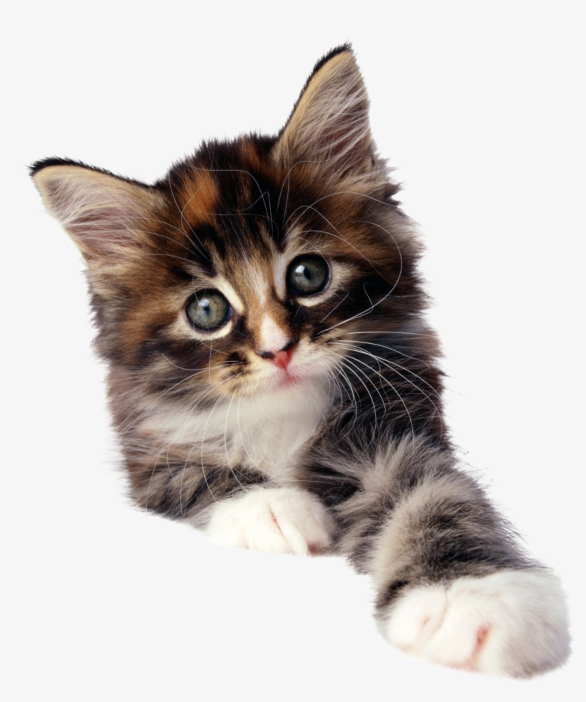 Cat Png - صورة قطة عيد ميلاد, transparent png download