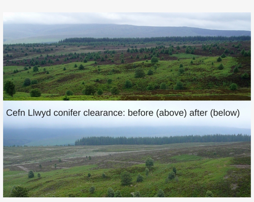 Cefn Llwyd Conifer Clearance- Before And After Pictures - Grass, transparent png download
