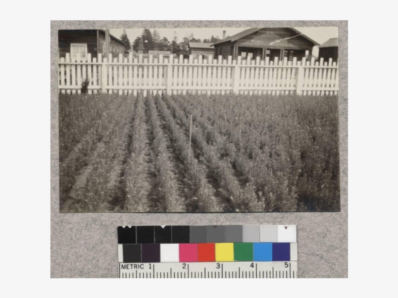 1-1 Douglas Fir - Picket Fence, transparent png download