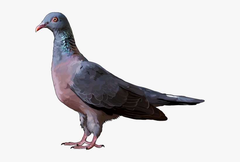 Paloma-turque - Infografia De La Paloma, transparent png download