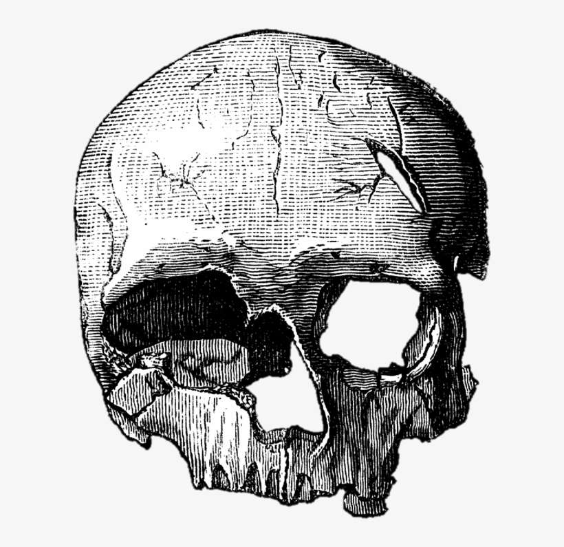 Caveiras Em Png - Calavera Png Sin Fondo, transparent png download