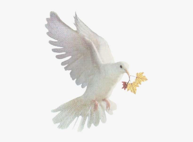 Pompas Funebres De Gordón - Pigeons And Doves, transparent png download