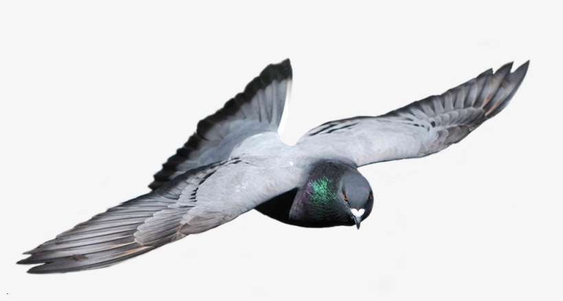 Y Aquellos Que En Su Día Tuvieron La Oportunidad De - Palomas Mensajeras En Fondo Transparente, transparent png download
