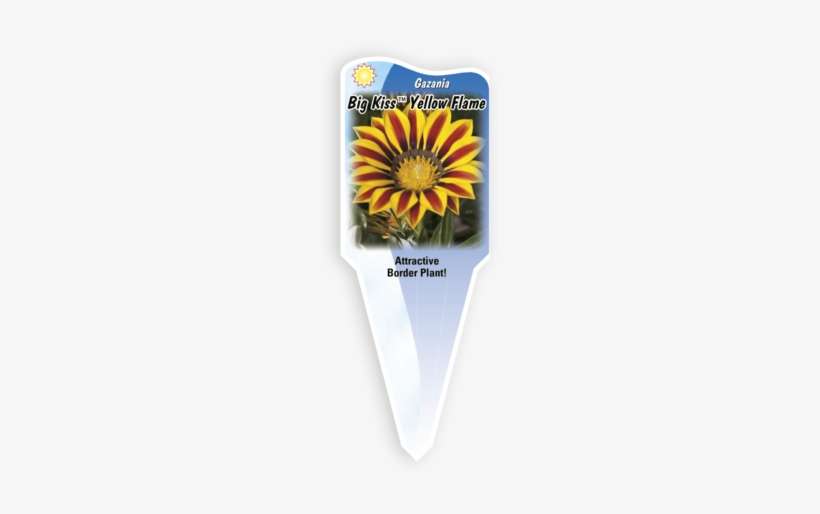 Size - African Daisy, transparent png download