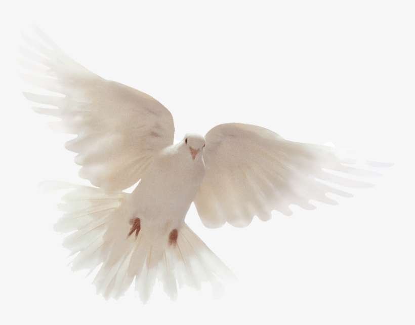 You Might Also Like - Holy Spirit Dove, transparent png download