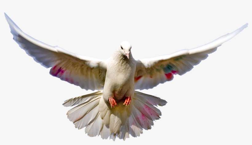 Pasadena California, California Usa, Views Album, Paloma, - Bilateral Symmetry Of Birds, transparent png download