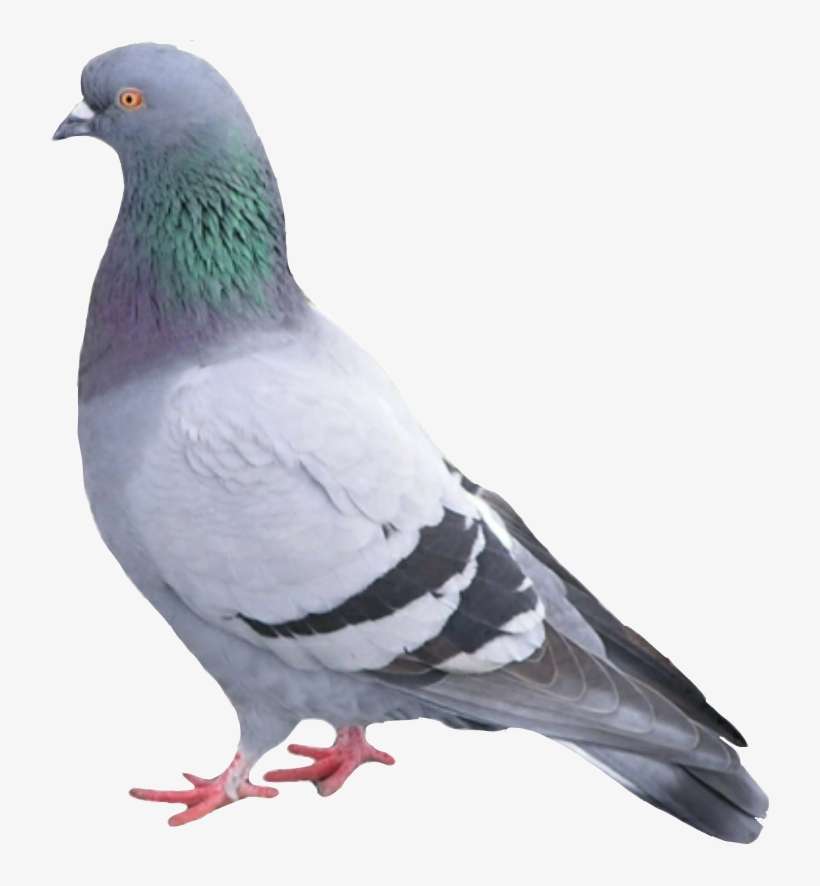 Paloma Palomapopo Palomas Palomaurbana - Cats And Dogs 2 Seamus, transparent png download