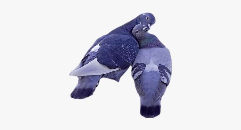 Palomas Preciosas - Beautiful Wallpapers Of Love, transparent png download