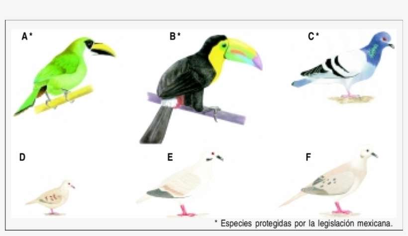 Especies De Tucanes Y Palomas Que Fueron Registrados - Diferentes Especies De Tucanes, transparent png download