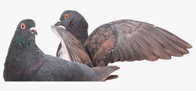 Rock Dove, transparent png download