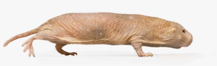2v2 Tournament For Rat - Naked Mole-rat, transparent png download