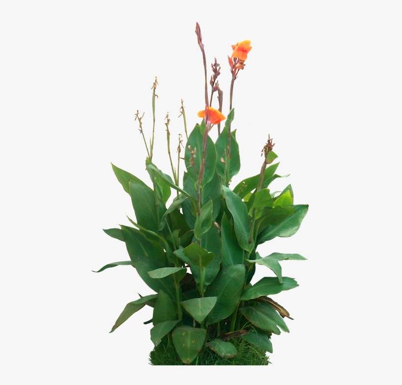 Tropical Plant Pictures - Canna Indica Png, transparent png download