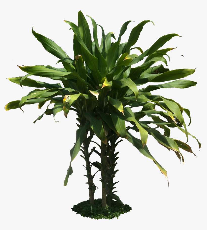 Jungle Plant Pn - Vegetacion Png Para Photoshop, transparent png download
