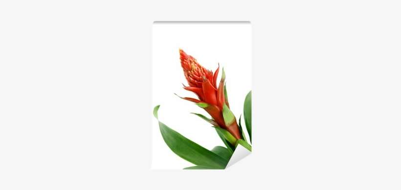 Heliconia, transparent png download