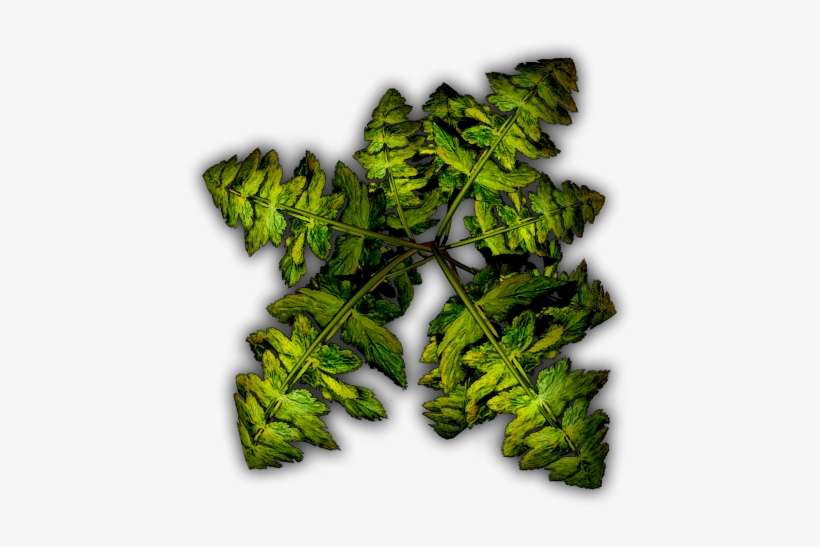 24 Mar 2009 - Jungle Tree Dundjinni, transparent png download