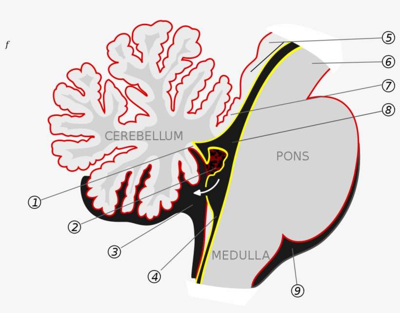 Inferior Medullary Velum, transparent png download