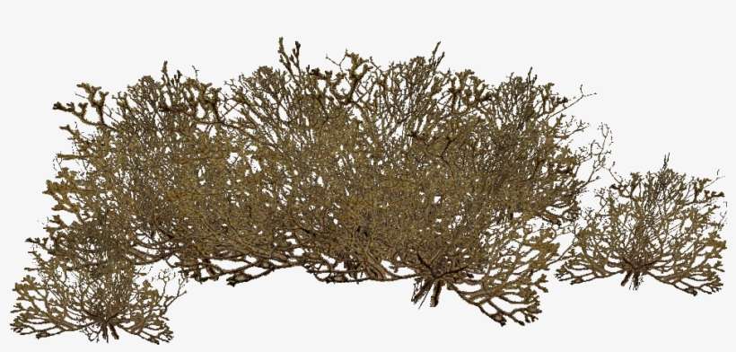 Deep Sea Brown Algae - Algae Png, transparent png download