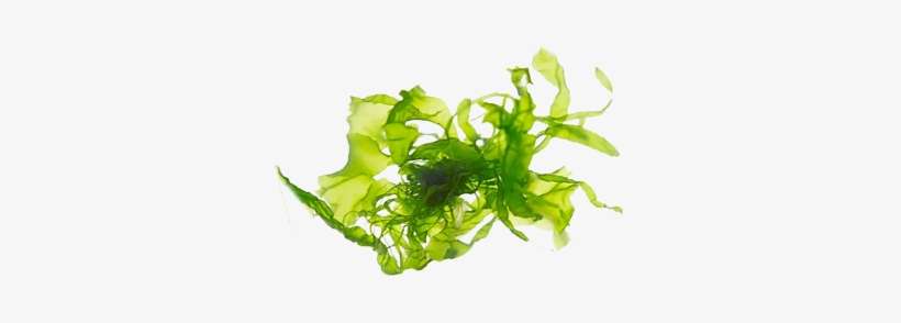 Green Algae - I'm Fabulous Cosmetics Seaweed Age Reverse Toner, transparent png download
