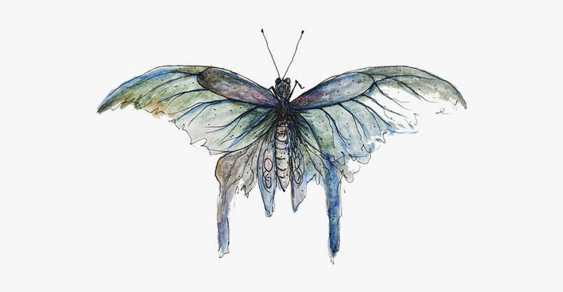 Contact Form - Swallowtail Butterfly, transparent png download