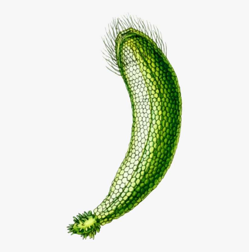 Algae Seaweed Computer Icons Encapsulated Postscript - Neomeris, transparent png download