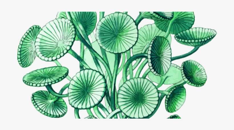 The New 'blue Gold' - Ernst Haeckels Prints, transparent png download