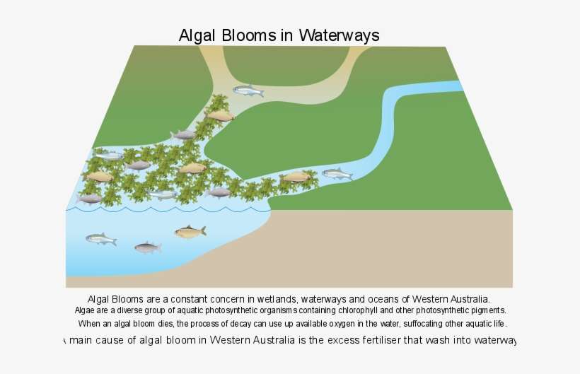 Map, transparent png download