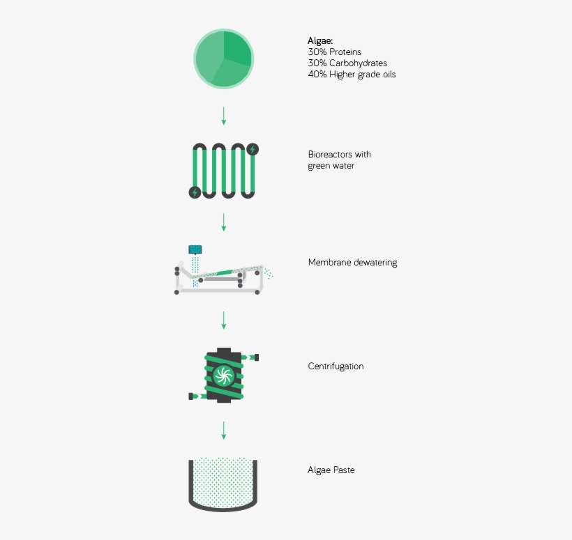 Ocean - Algae, transparent png download