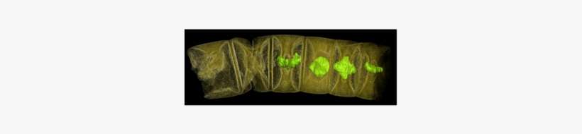 How These - India Oldest Plant Fossil, transparent png download