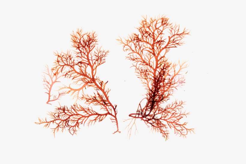 Algae Tree - Illustration, transparent png download
