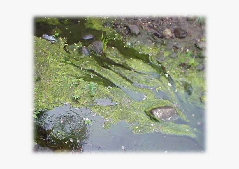 Algae In Degraded Maine Stream - Wildlife, transparent png download