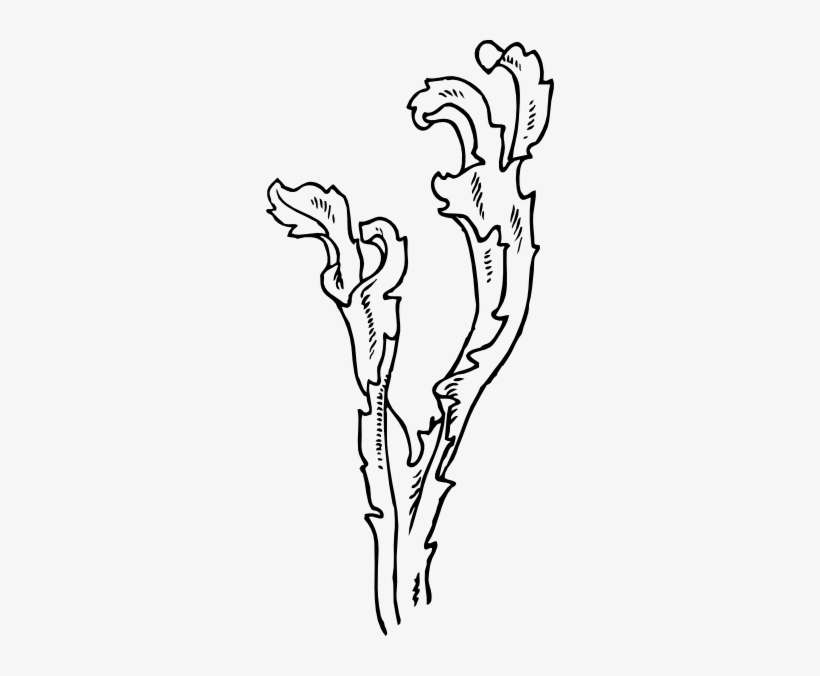 Algae - Clipart - Seaweed Clip Art, transparent png download