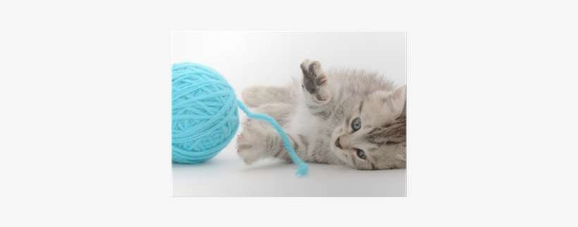 Gattino Che Gioca Con Gomitolo, transparent png download