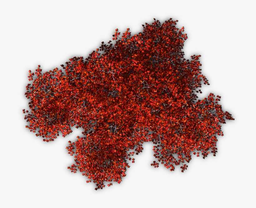 Autumn Jrl10 06 Feb 2009 - Shrubs Top View Png, transparent png download