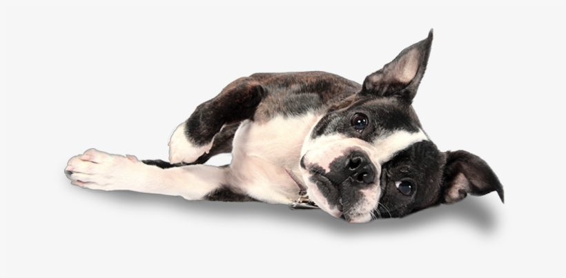 Graphic Black And White Library Puppies Transparent - Boston Terrier Laying Down, transparent png download