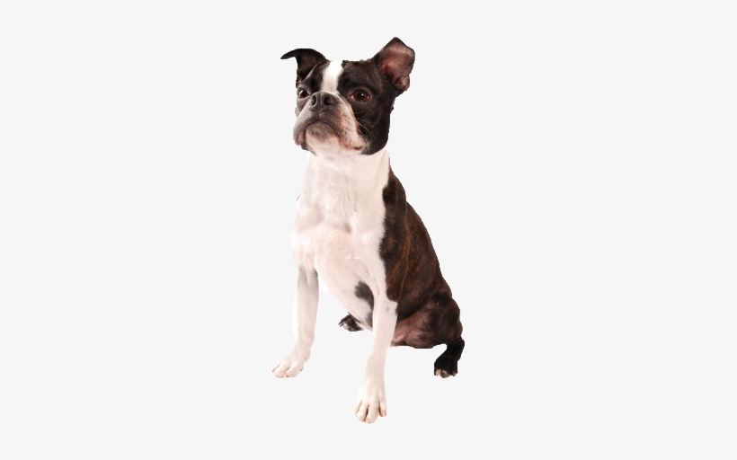 Beds, Collars And Accessories - Brown Boston Terrier Png, transparent png download