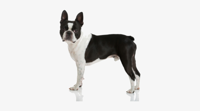 Boston Terriers Are A Friendly And Sometimes Stubborn - Boston Terrier, transparent png download